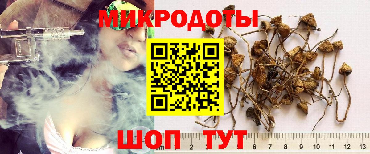 Галлюциногенные грибы Psilocybine cubensis Димитровград